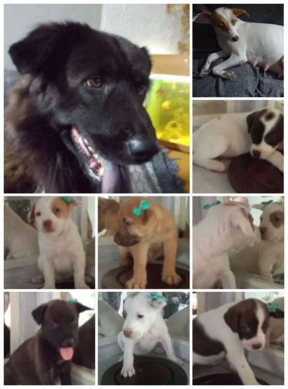 Cachorro ra a Viralatinhas fofiximos idade Abaixo de 2 meses nome Ainda não demos nome