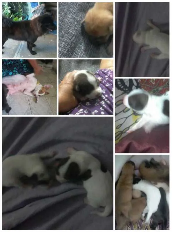 Cachorro ra a Viralatinhas fofiximos idade Abaixo de 2 meses nome Ainda não demos nome