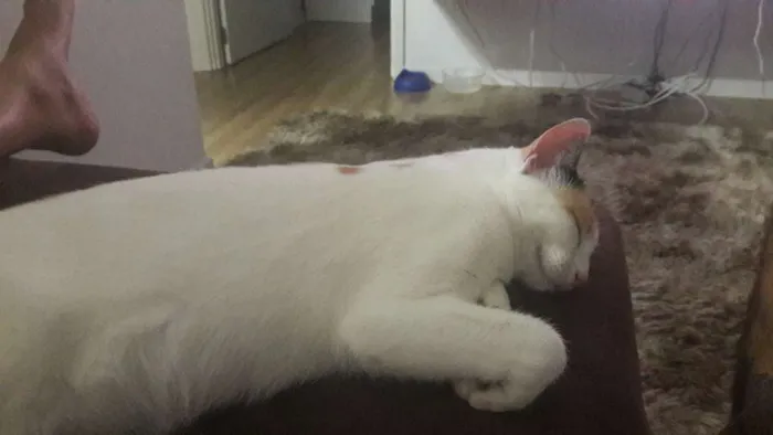 Gato raça Srd idade 7 a 11 meses nome Gigi