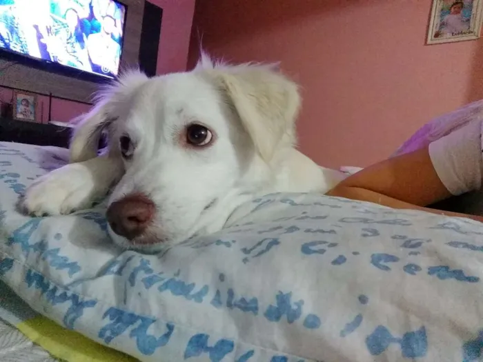 Cachorro ra a NAO DEFINIDA idade 1 ano nome BILLY