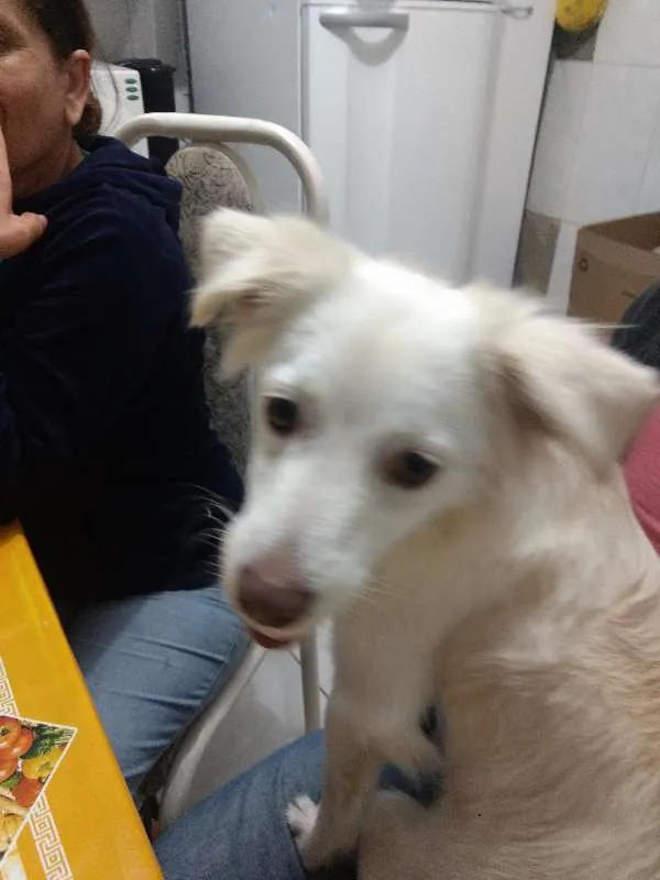 Cachorro ra a NAO DEFINIDA idade 1 ano nome BILLY