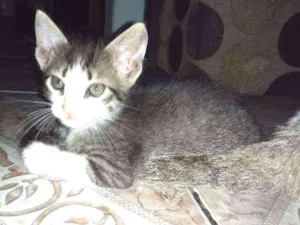 Gato raça sem definição idade Abaixo de 2 meses nome sem nome