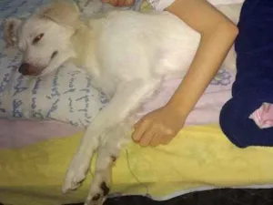 Cachorro raça NAO DEFINIDA idade 1 ano nome BILLY