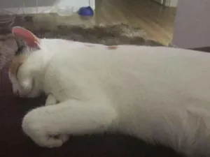 Gato raça Srd idade 7 a 11 meses nome Gigi