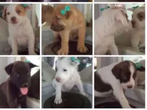 Cachorro raça Viralatinhas fofiximos idade Abaixo de 2 meses nome Ainda não demos nome