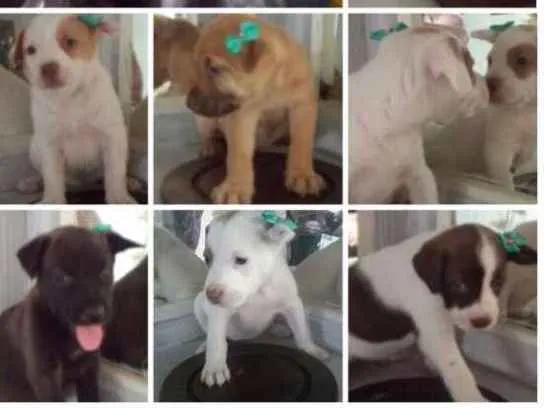 Cachorro ra a Viralatinhas fofiximos idade Abaixo de 2 meses nome Ainda não demos nome