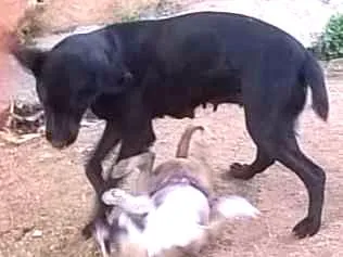 Cachorro ra a labrador idade 2 a 6 meses nome spaik