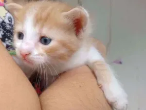 Gato raça SRD idade Abaixo de 2 meses nome Filhote 