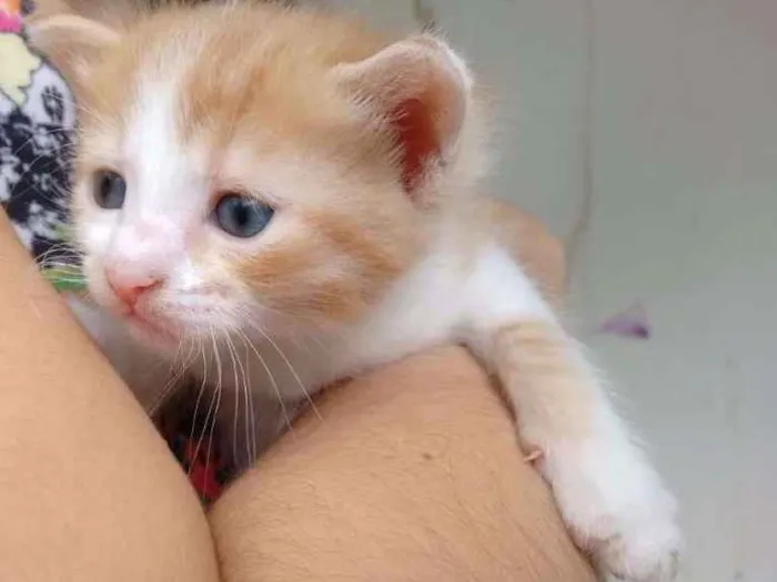 Gato ra a SRD idade Abaixo de 2 meses nome Filhote 