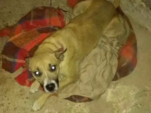 Cachorro ra a Mistura de box idade 2 anos nome Naja
