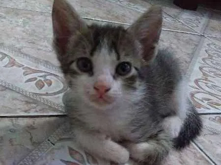 Gato ra a sem raça definida idade Abaixo de 2 meses nome sem nome