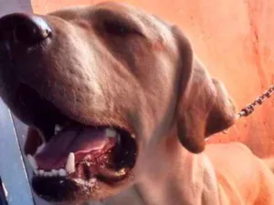 Cachorro raça Labrador  idade 2 anos nome Thor