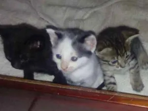 Gato raça Nao sei idade Abaixo de 2 meses nome Nenhum