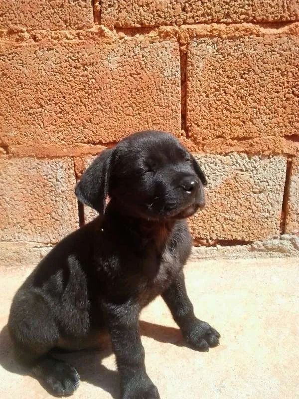 Cachorro raça mestiço labrador idade 2 a 6 meses nome Bob