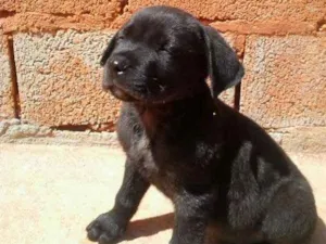 Cachorro raça mestiço labrador idade 2 a 6 meses nome Bob