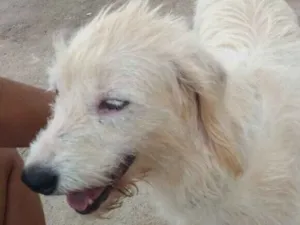 Cachorro raça SRD idade 3 anos nome Nina