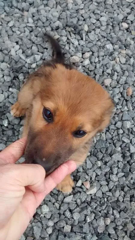 Cachorro ra a Lavrador misturado idade 2 a 6 meses nome Mel/Cristal/Bobi