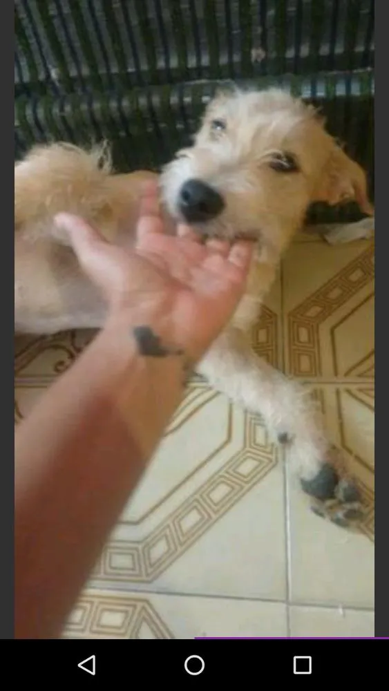 Cachorro raça  idade 2 a 6 meses nome Soraia 