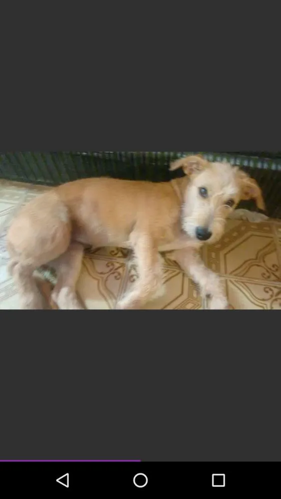 Cachorro raça  idade 2 a 6 meses nome Soraia 