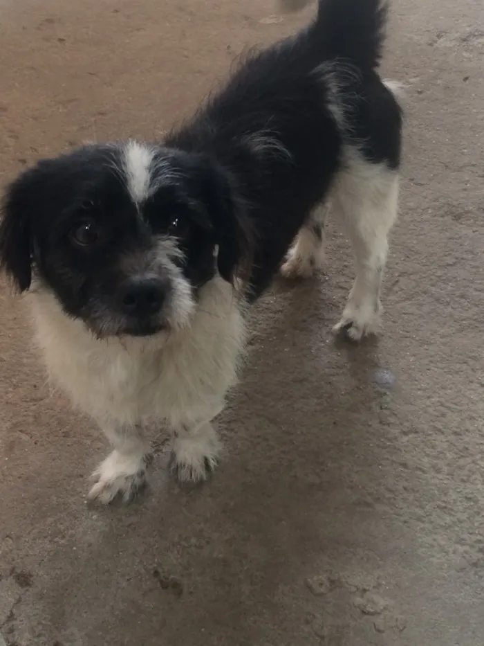 Cachorro raça Mista idade 6 ou mais anos nome Marly