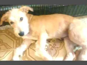 Cachorro raça  idade 2 a 6 meses nome Soraia 