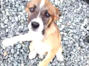 Cachorro raça Lavrador misturado idade 2 a 6 meses nome Mel/Cristal/Bobi