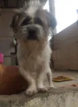 Bob 