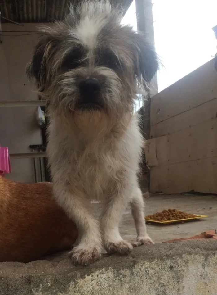 Cachorro raça Mista idade 6 ou mais anos nome Bob 