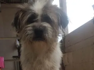 Cachorro raça Mista idade 6 ou mais anos nome Bob 