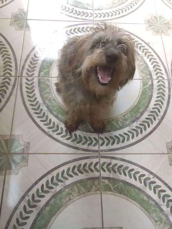 Cachorro raça  idade 1 ano nome Malu