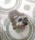 Malu