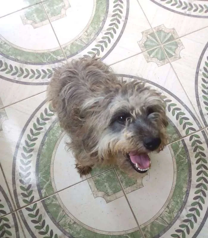 Cachorro raça  idade 1 ano nome Malu
