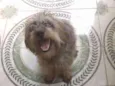Malu