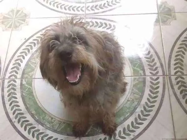 Cachorro raça  idade 1 ano nome Malu