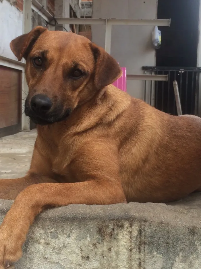 Cachorro raça Vira Lata idade 2 anos nome Susi