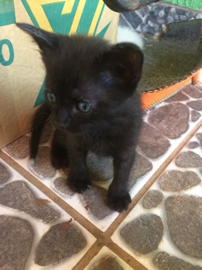 Gato ra a Sem raça  idade Abaixo de 2 meses nome Filhotes