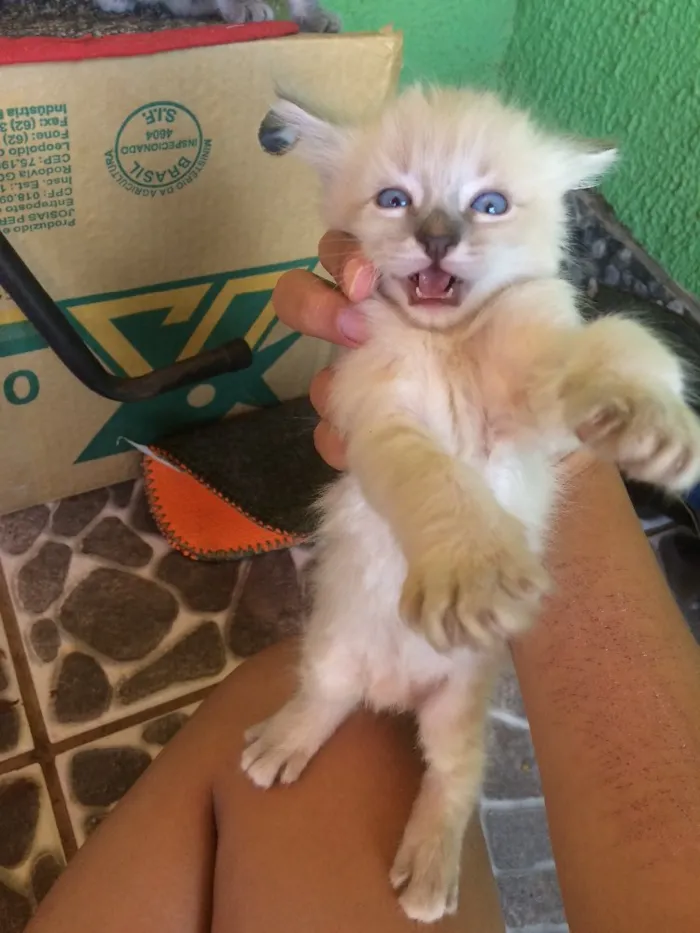 Gato ra a Sem raça  idade Abaixo de 2 meses nome Filhotes
