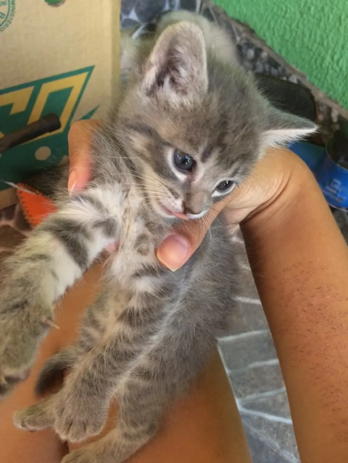 Gato ra a Sem raça  idade Abaixo de 2 meses nome Filhotes