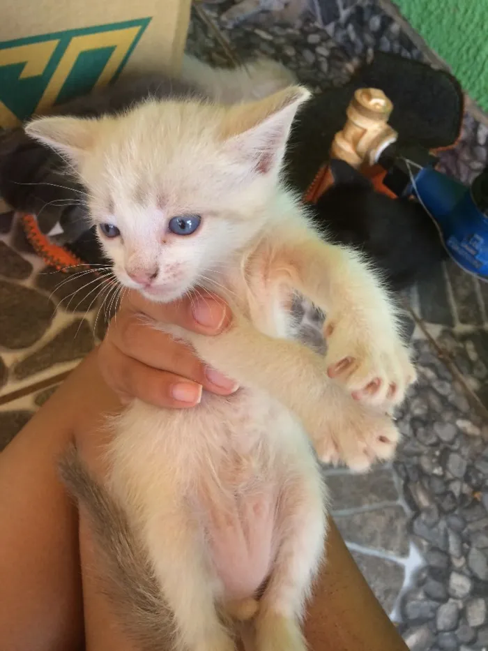 Gato ra a Sem raça  idade Abaixo de 2 meses nome Filhotes
