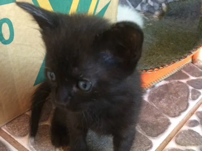 Gato ra a Sem raça  idade Abaixo de 2 meses nome Filhotes