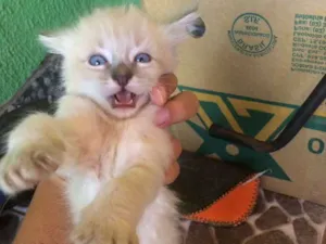 Gato raça Sem raça  idade Abaixo de 2 meses nome Filhotes