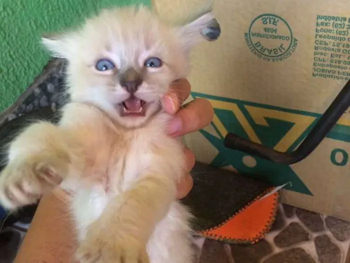 Gato ra a Sem raça  idade Abaixo de 2 meses nome Filhotes