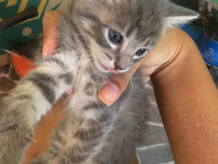 Gato ra a Sem raça  idade Abaixo de 2 meses nome Filhotes