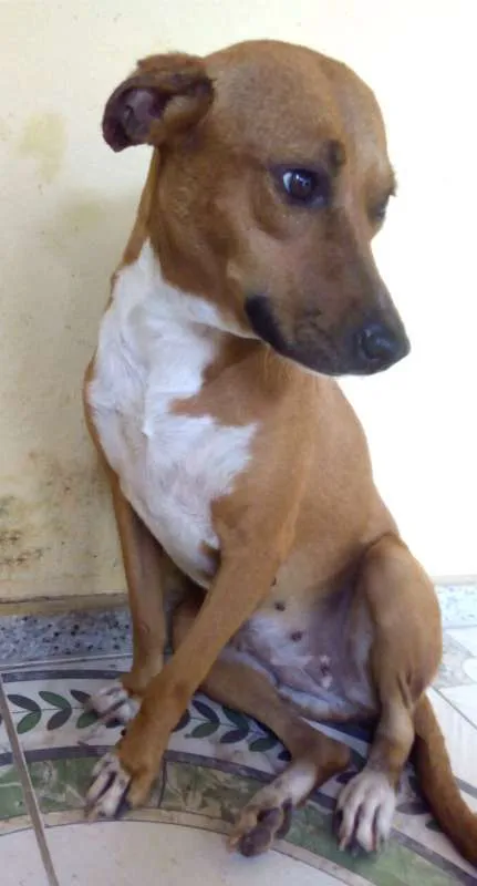 Cachorro raça  idade 4 anos nome Moly