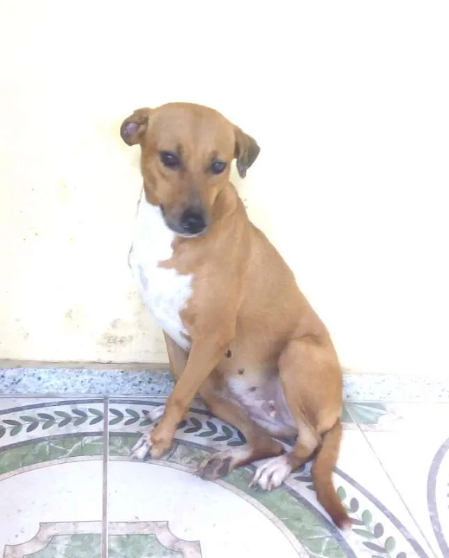 Cachorro raça  idade 4 anos nome Moly
