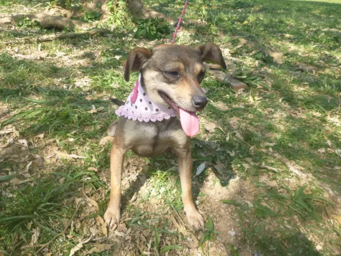 Cachorro ra a SRD idade 2 anos nome PITIKA