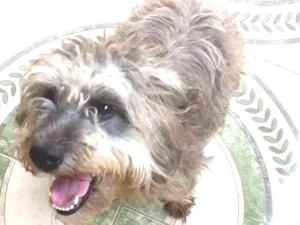 Cachorro raça  idade 1 ano nome Malu