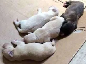 Cachorro raça Vira Lata  idade 2 anos nome Lupita 