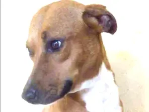 Cachorro raça  idade 4 anos nome Moly
