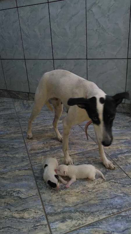 Cachorro raça srd idade Abaixo de 2 meses nome lilica